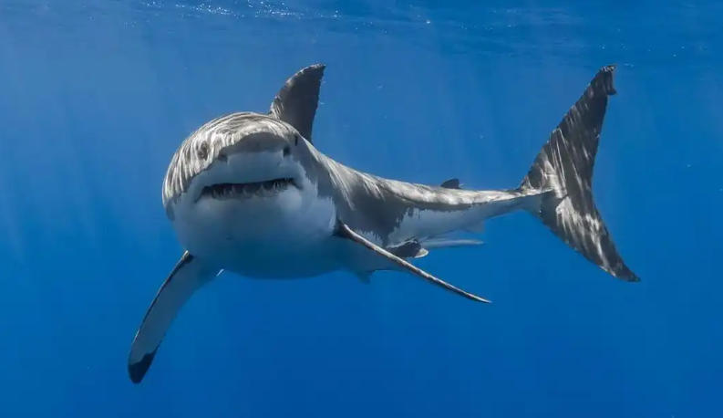 深圳市盈信国际旅行社有限公司轮播图3